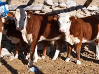 Lo’ (xirmo, jins lama sheegin), Kazakh White-headed cow — sawirka 2