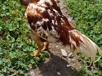 Chickens — फ़ोटो 1
