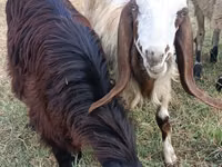 Goat, Damask goat — photo 1