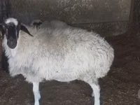 母羊, Afghan Arabi sheep — 照片 2