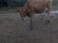 母牛, Jersey breed — 照片 2