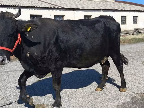 Cow, Cattle