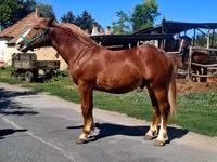 Horse (M), Horses — photo 5