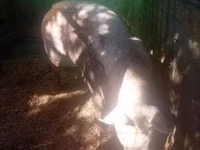 Sow, Pigs — photo 7