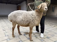 Sheep, Arashan sheep — photo 5