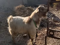 Коза, Альпийская коза — фото 1
