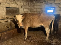 Cow, Cattle — photo 3