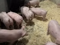 Pigs (batch, sex not specified) — photo 2