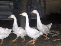 Geese — picha 2