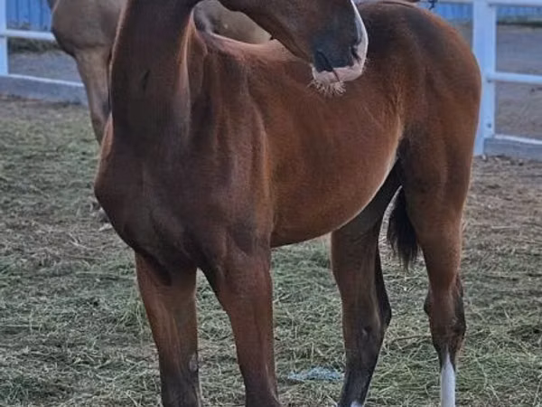 Horse (M), Akhal-Teke
