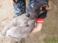 德比郡红冠鸡 — 照片 4