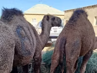 公骆驼, Kazakh Bactrian camel — 照片 1