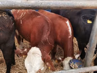 Cattle (batch, sex not specified), Hereford — photo 1