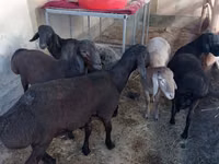Ram, Sheep — photo 1