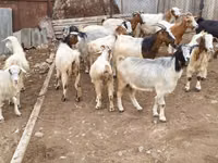 Goat, Damask goat — photo 1