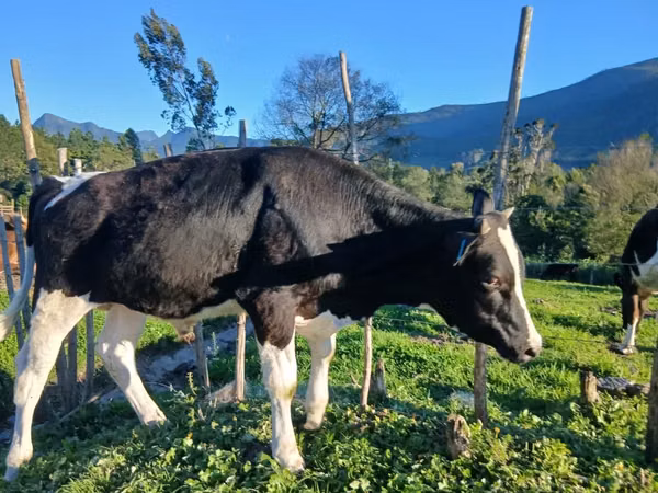 Ng'ombe dume, Hereford