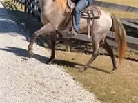 Faras, Rocky Mountain Horse — sawirka 4