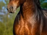 公马, Horses — 照片 2