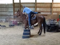 公马, Standardbred — 照片 6