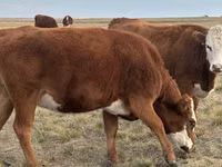 Lo’, Kazakh White-headed cow — sawirka 1