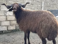 公羊, Red Karaman sheep — 照片 1