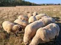 كبش, Shroshire sheep — الصورة 2