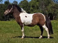 Hengst, American shetland pony — Foto 5