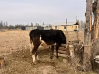 Toro, Russian Black pied cattle — foto 3