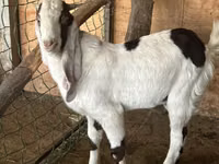 Billy Goat, Nubian Goat — photo 3