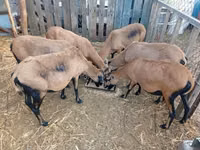 भेड़, Cameroon sheep — फ़ोटो 1