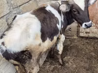 公牛, Aberdeen-Angus — 照片 3