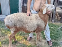 Ram, Rhon sheep — photo 4