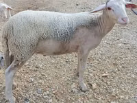 Ram, Luzein sheep — photo 2