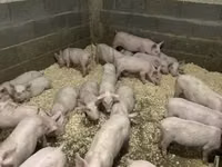 Verro — foto 1