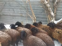 Ram, Gorkov sheep — photo 2