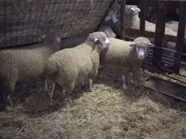 كبش, Ile-de-France sheep