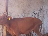 母牛, Cattle — 照片 3