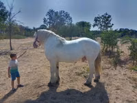 Faras, Percheron — sawirka 3