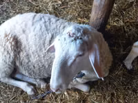 Ram, Awassi sheep — photo 4
