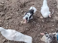 Ducks — फ़ोटो 2