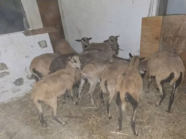 كبش, Cameroon sheep