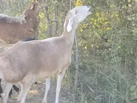 Oveja, Afghan Arabi sheep — foto 6