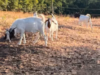 Ri’ lab, Boer goat — sawirka 3