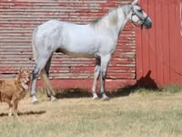 حصان, Tennessee Walking Horse — الصورة 1