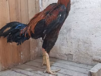 Chickens — sawirka 3