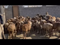 نعجة, الأغنام — الصورة 3