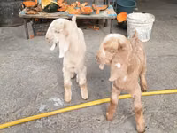 ماعز (دفعة، الجنس غير محدد), Beetal goats — الصورة 1