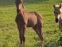 Faras, Rocky Mountain Horse — sawirka 2