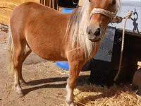 公马, Horses — 照片 3