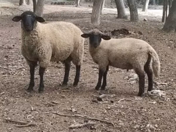 Ram, White Suffolk sheep